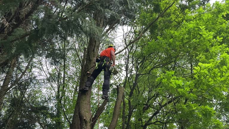 Best Root Management and Removal  in Mcqueeney, TX